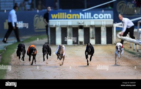 william hill greyhound racing|live greyhound racing william hill.